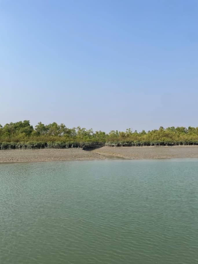 Sundarbans mangrove ecosystem 1